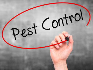 pest control 